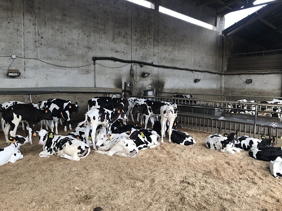 Visita tecnica: tecnologie per il benessere della vitella