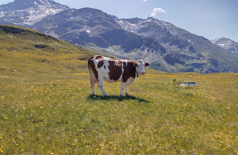 Webinar di presentazione del progetto PASCOLI-AMO