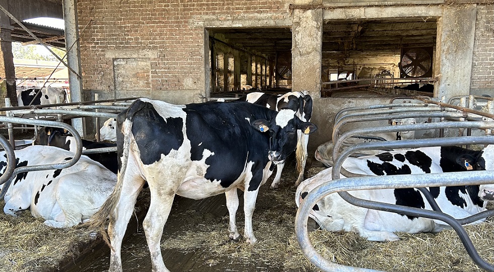 Utilizzo delle tecnologie digitali per la gestione ottimale delle bovine