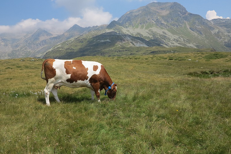 Benessere animale: terza visita tecnica in Alpe Andossi