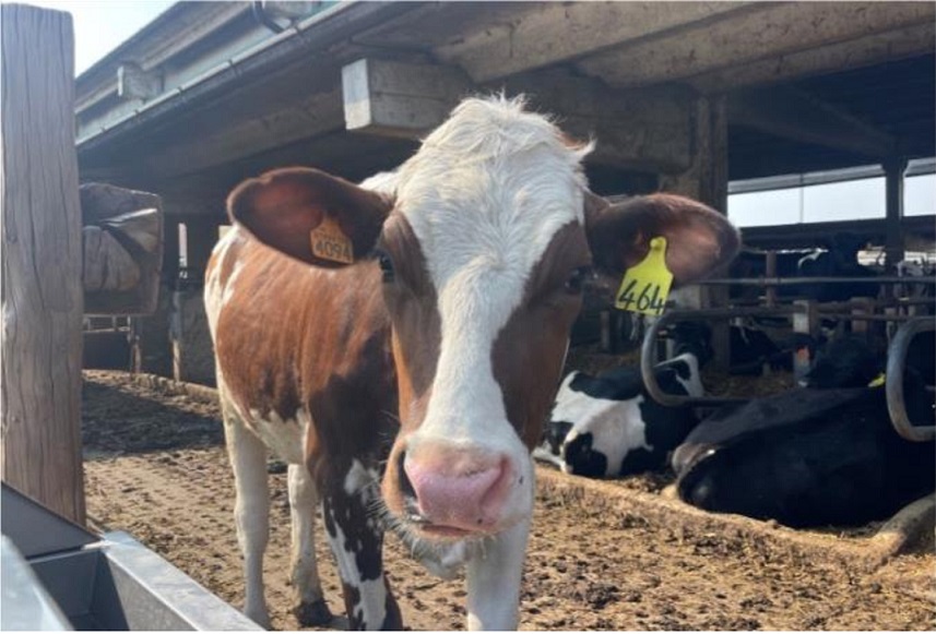 Visita tecnica “Automazione e controllo salute mammaria”
