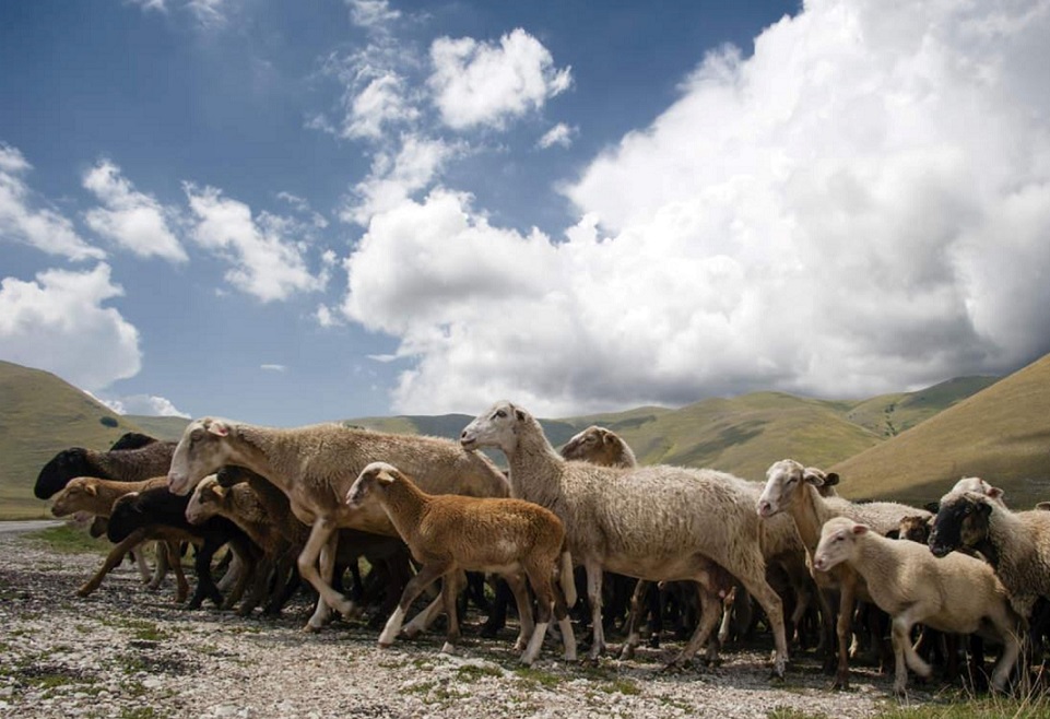 LA BIODIVERSITÀ OVICAPRINA LUCANA: RISORSA DA CONSERVARE E VALORIZZARE