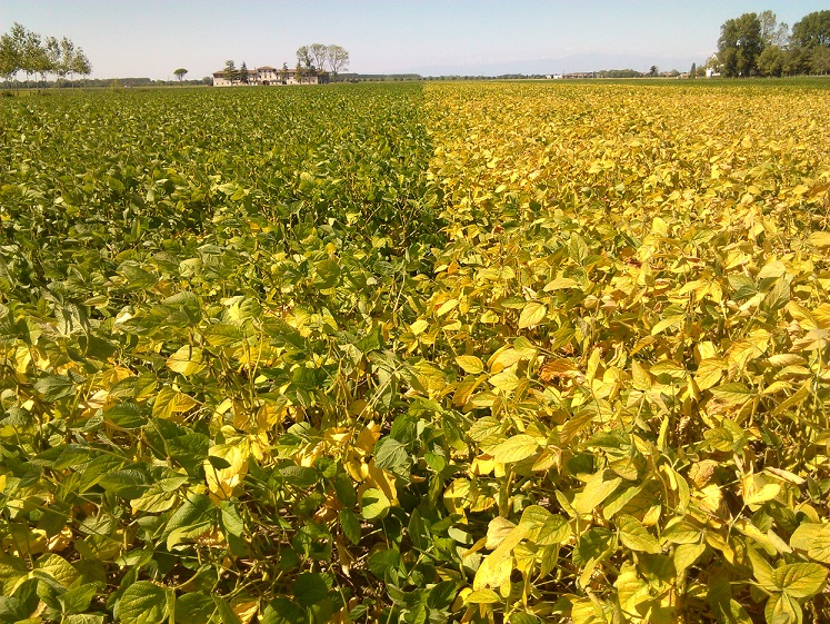 “Miglioramento genetico in soia, i risultati ottenuti da ERSA”