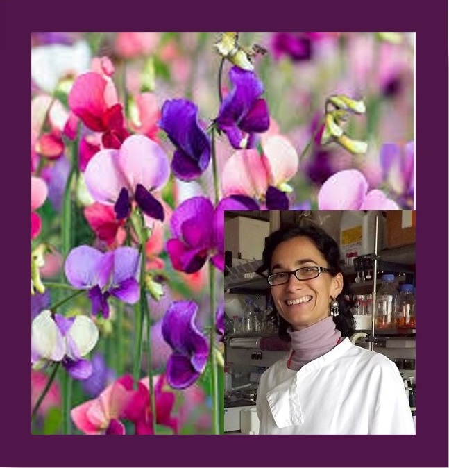 Lathyrus germplasm characterization and breeding