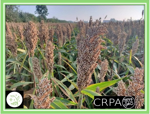 L'USO DI CEREALI DIVERSI DA MAIS NELL'ALIMENTAZIONE DEL SUINO PESANTE