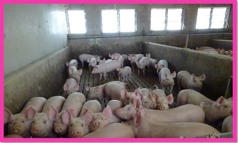 Evento finale progetto Soppeso