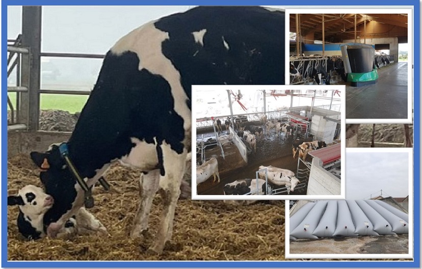 WEBINAR PROGETTO MOREGRANA - LA ZOOTECNIA DI PRECISIONE: APPLICAZIONI NELLE STALLE DELLA FILIERA GRANA PADANO