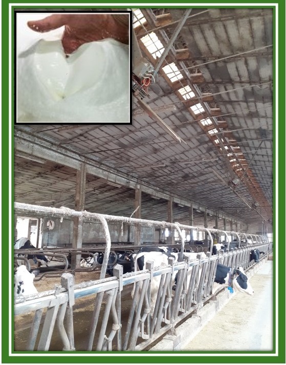 Convegno CONPROVA nell’ambito dell’iniziativa “Formaggi e Sorrisi”