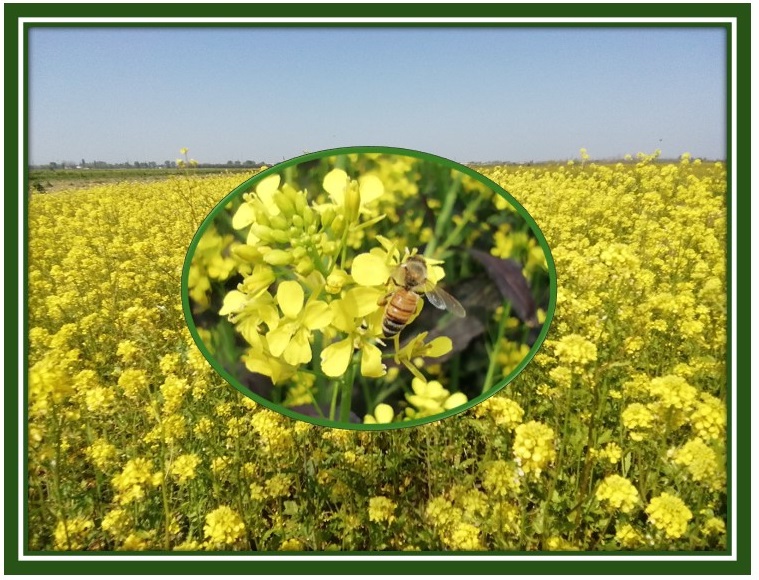 9&deg; Simposio Internazionale sulla Biofumigazione &ldquo;Migliorare la salute del suolo e le prestazioni delle colture: alla scoperta dei benefici della biofumigazione, degli ammendanti del suolo e dei trattamenti termici&rdquo;