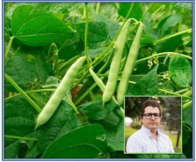 What is keeping consumers from eating more beans and pulses? Scientific and other insights from GS applied to beans