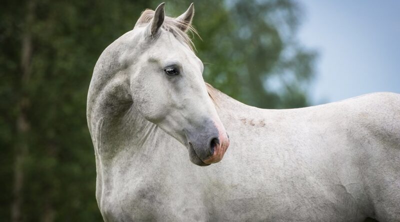 La Storia del Cavallo Lipizzano. Un seminario online del Dott. Luca Buttazzoni