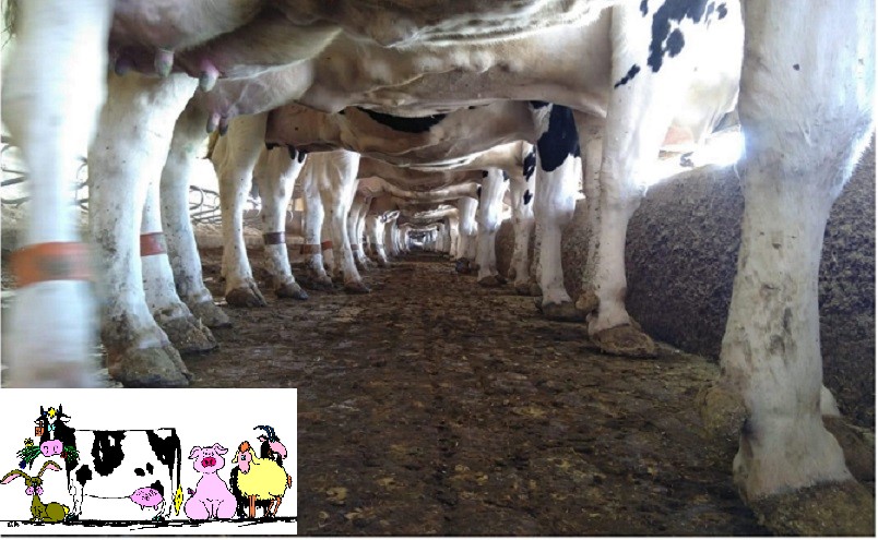 26 ° SEMINARIO SATA BOVINI