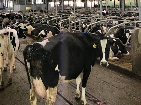 Convegno finale “ Mungitura robotizzata e salute mammaria: i risultati del progetto Ctrl C Mast ”