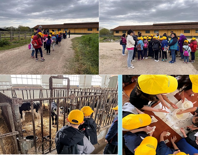 La filiera agroalimentare dietro alla produzione di latte