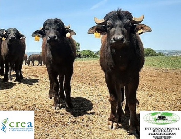Secondo appuntamento Webinar BUFFALO HEIFER & COW MANAGEMENT