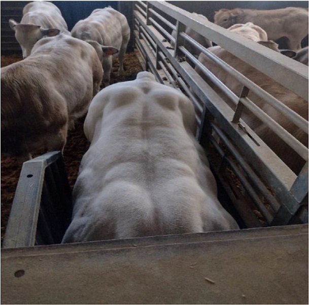 Prove sperimentali di misurazione rapida delle emissioni individuali di metano per la selezione