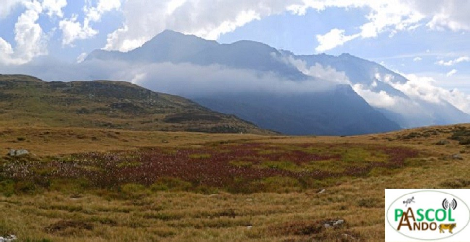 Prima visita in Alpe Andossi: La diversità botanica