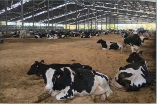 Visita tecnica Zootecnia digitale e monitoraggio del benessere dalla vitella alla bovina adulta: l’azienda Della Bona