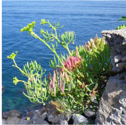 Il 3° meeting generale del progetto SEAFENNEL4MED al Centro CREA Alimenti e Nutrizione di Roma