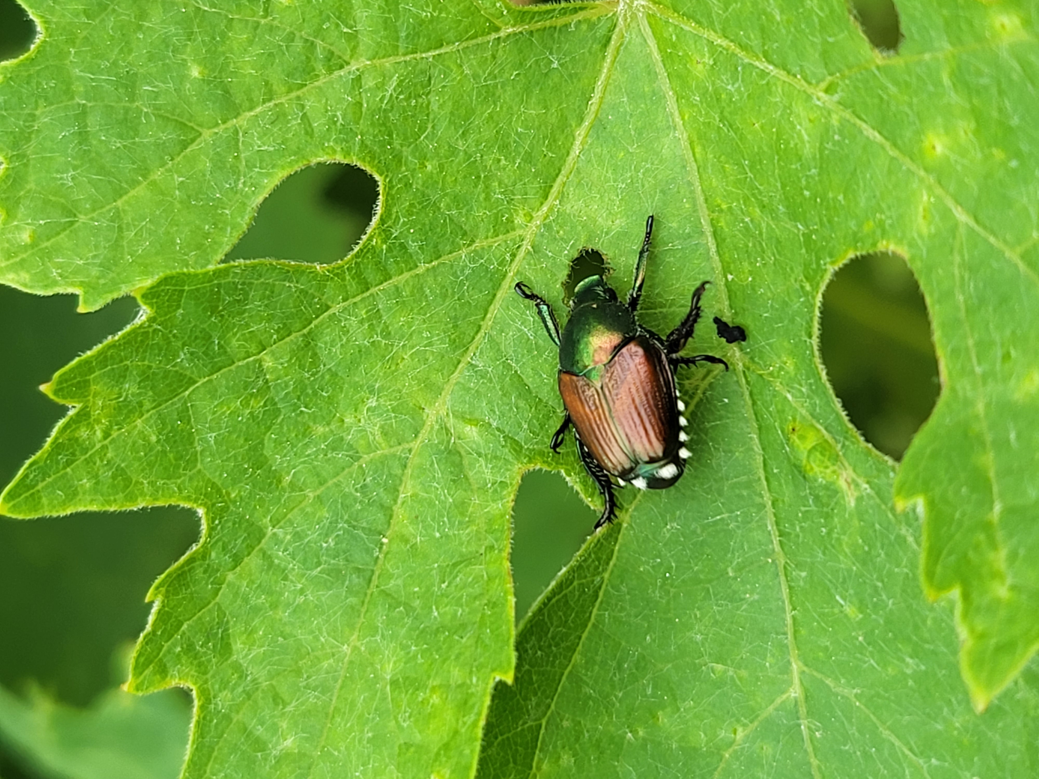 Adulto di Popillia japonica in alimentazione