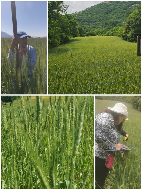 INCONTRO TECNICO: REALIZZAZIONE DI UNA WEBAPP DIVULGATIVA PER I GRANI ANTICHI