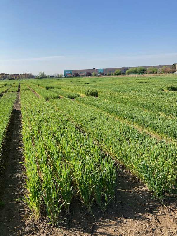 Prova VCU di frumento tenero