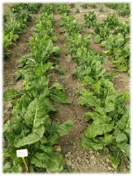 Visita alle prove di post controllo nazionale di varietà di BIETOLA DA COSTE (Beta vulgaris L.)