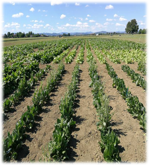 Visita alle prove di post controllo nazionale di varietà di BIETOLA DA COSTE (Beta vulgaris L.)