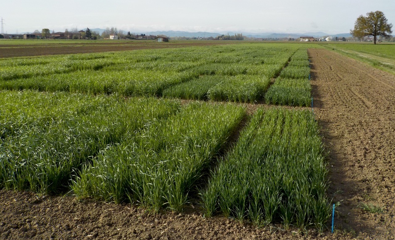 “Common garden” campo sperimentale di frumento tenero, Budrio 30 marzo 2023
