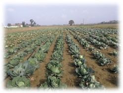 Visita alle prove di post controllo nazionale di varietà di CAVOLO CAPPUCCIO (Brassica oleracea L. convar. Capitata (L.) Alef. Var. Alba e Var. Rubra)