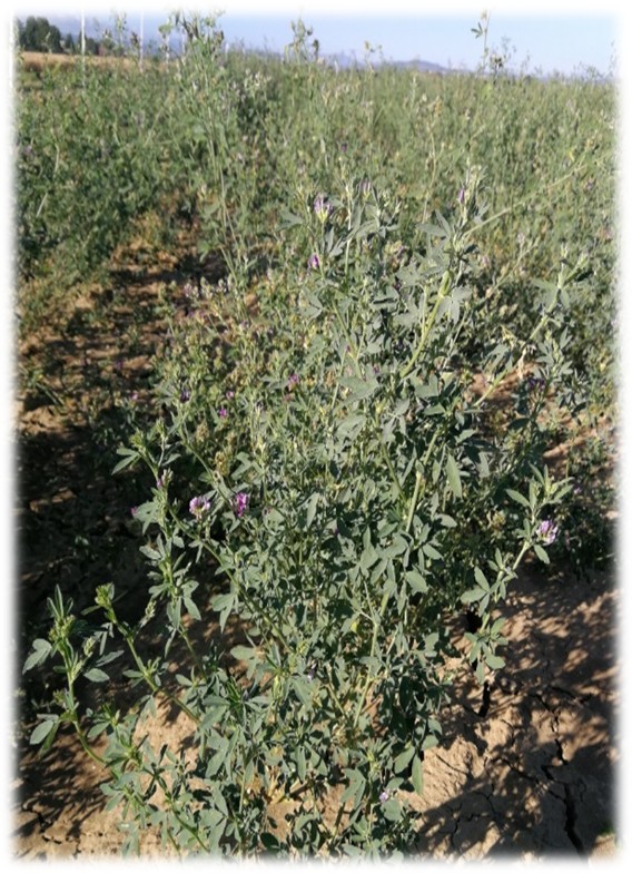 Visita alle prove descrittive finalizzate all’iscrizione al Registro nazionale di nuove varietà di ERBA MEDICA (Medicago sativa L.) a semina primaverile