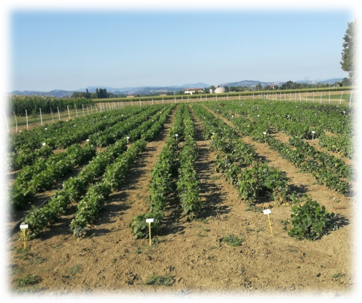 Visita alle prove di post controllo nazionale di varietà di FAGIOLO NANO (Phaseolus vulgaris L.)