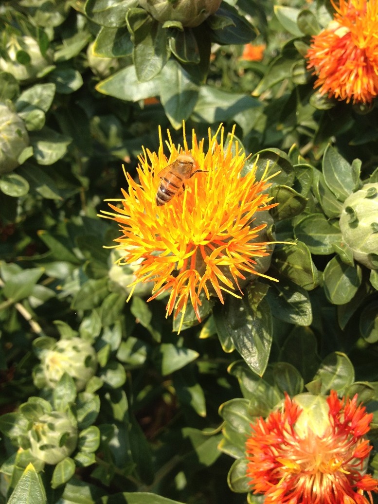 Fiore di cartamo