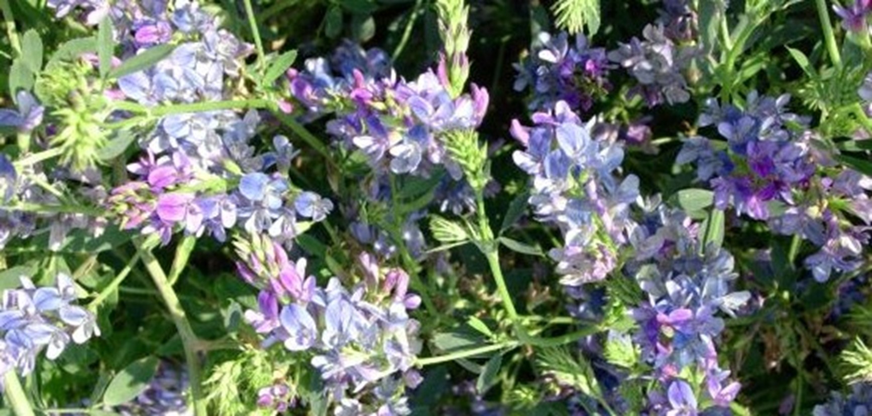 Workshop per ditte sementiere che operano nel campo delle specie foraggere: problematiche emerse nella campagna 2025 e indicazioni operative per la campagna 2026