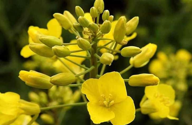 Visita alle prove descrittive per l’iscrizione al Registro nazionale di nuove varietà di COLZA (Brassica napus L.) a semina autunnale