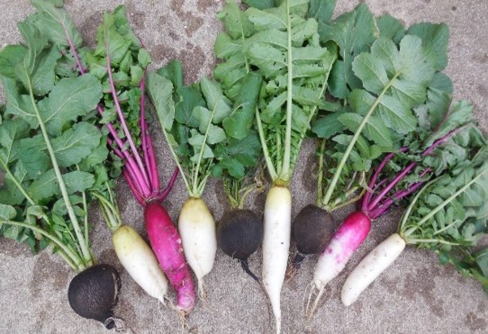 Visita alle prove di post controllo nazionale di varietà di Bietola da orto (Beta vulgaris L.) Ramolaccio (Raphanus sativus L.) Cerfoglio (Anthriscus cerefolium L.)