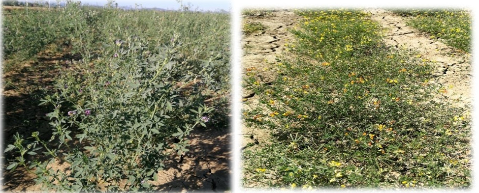 Visita alle prove descrittive finalizzate all’iscrizione al Registro nazionale di nuove varietà di ERBA MEDICA (Medicago sativa L.) e GINESTRINO (Lotus corniculatus L.)