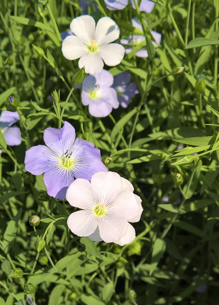 Visita alle prove descrittive ed agronomiche per l’iscrizione al Registro nazionale di nuove varietà di LINO (Lino usitatissimum L.) a semina primaverile