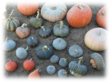 Visita al campo di post controllo di varietà di ZUCCA.