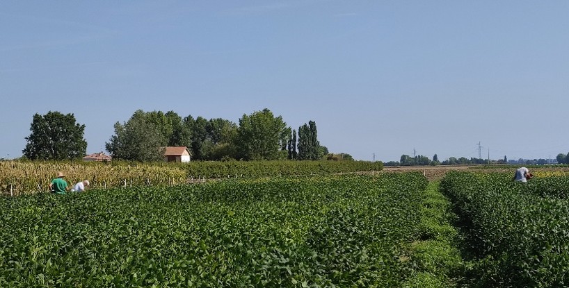 Soia: visita alle prove descrittive per l’iscrizione al Registro nazionale di nuove varietà