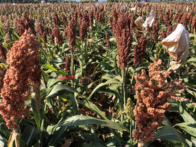 Nuova varieta di sorgo