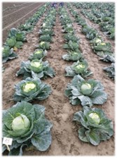 CAVOLO CAPPUCCIO (Brassica oleracea L. convar. Capitata (L.) Alef. Var. Alba e Var. Rubra)