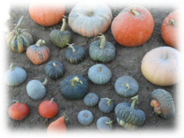 Visita prove di post controllo varietaà di Zucca