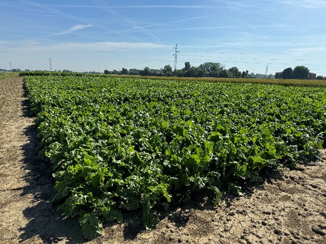 campi prova varietale barbabietola