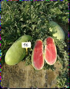 Visita alle prove di post controllo nazionale di varietà di