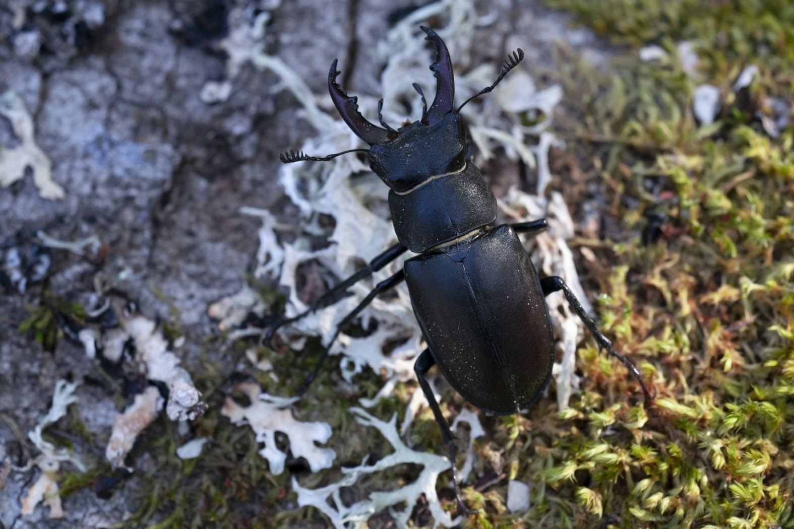 Lucanus cervus