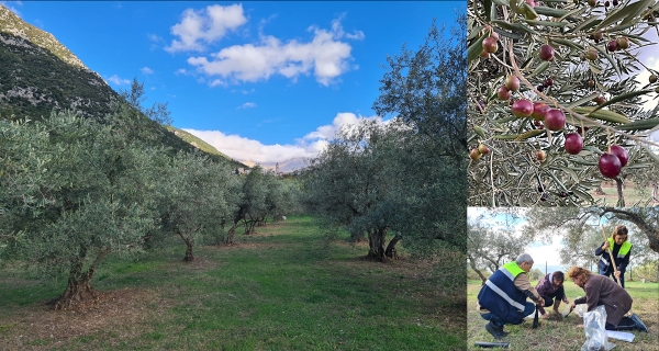 Oliveti tradizionali del Parco Nazionale della Majella