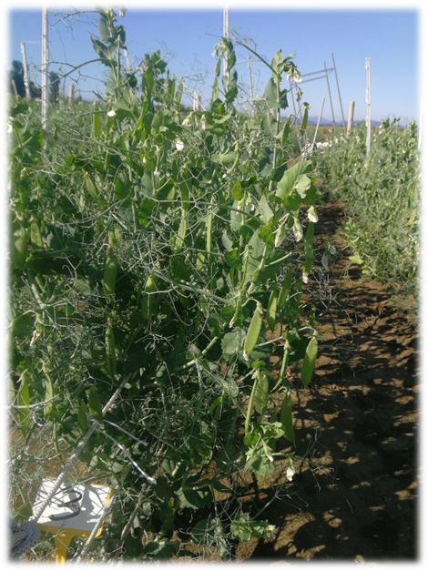 Visita alle prove descrittive finalizzate all’iscrizione al Registro nazionale di nuove varietà di PISELLO DA FORAGGIO (Pisum sativum L.) a semina primaverile
