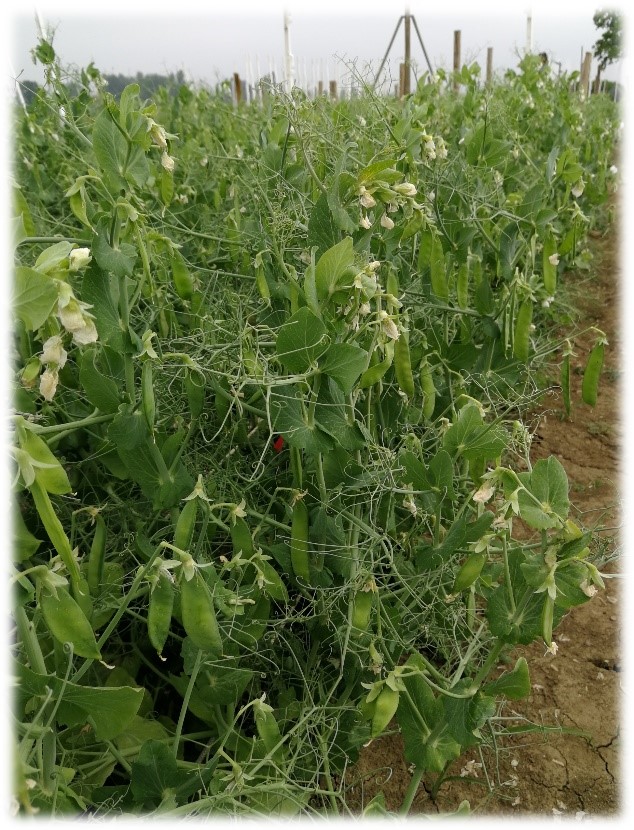 PISELLO DA FORAGGIO (Pisum sativum L.)