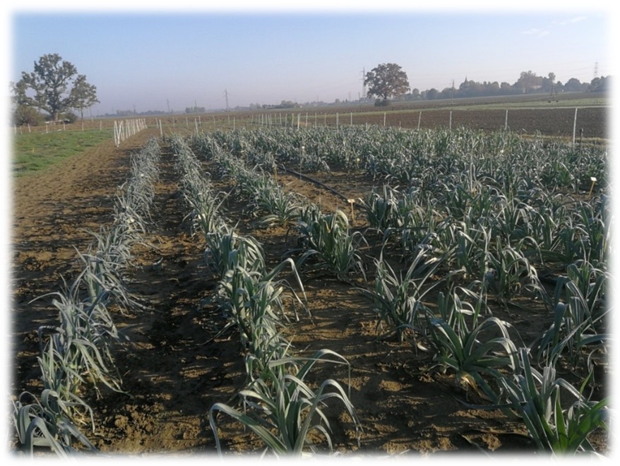 Visita alle prove di post controllo nazionale di varietà di PORRO (Allium porrum L.)